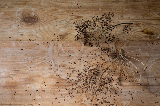 Smattering αποξηραμένων σπόρων άνηθου και κεφαλών σπόρων σε ένα παλιό ξύλινο τραπέζι κορυφή, γαστρονομική και τροφίμων θέμα φόντο, δημιουργικό χώρο αντίγραφο, οριζόντια πτυχή - Φωτογραφία, εικόνα