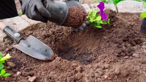 Il processo di piantare fiori nel giardino. L'orticoltura. Atterraggio nella terra dei bellissimi fiori
 - Filmati, video