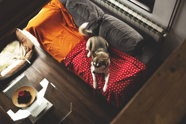 Cão em casa. Isolamento. Husky siberiano em um sofá aconchegante, refrigeração e desfrutar
.  - Foto, Imagem