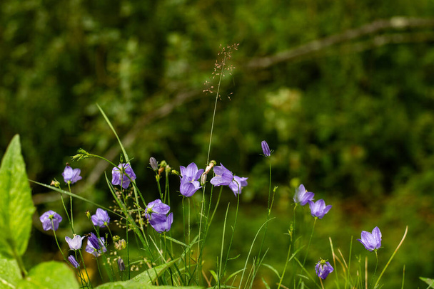 Zblízka modré campanula zvony rostoucí v divoké přírodě vedle lesa. Rozmazané zelené stromy v pozadí. Vodorovné rozložení, kopírovací prostor - Fotografie, Obrázek