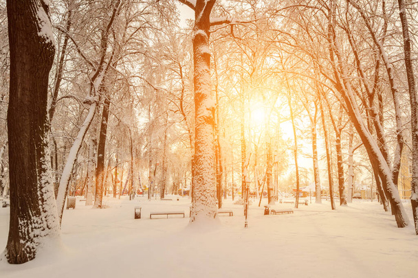 Захід сонця або схід сонця в зимовому парку з деревами, покритими снігом і льодом в сонячний ясний день. Ландшафт. - Фото, зображення