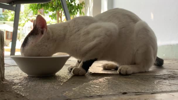 Alimentar al gato salvaje
  - Imágenes, Vídeo