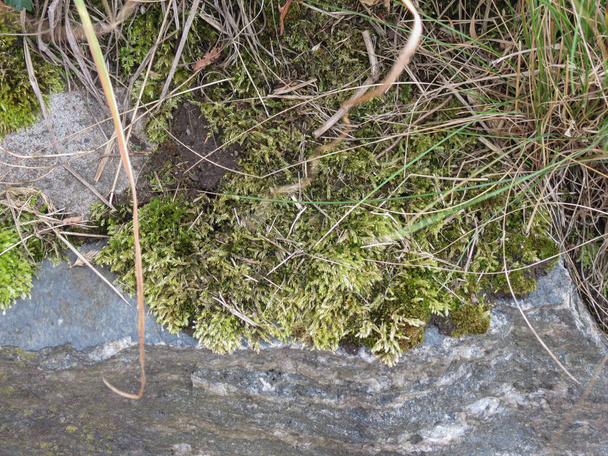 Природный мускус или мох над скалой вблизи
 - Фото, изображение