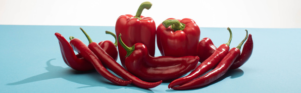 fresh red bell peppers and chili on blue surface on white background, panoramic shot - Photo, Image