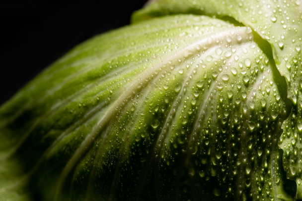 закрытый вид на мокрый лист свежей капусты, изолированный на черном
 - Фото, изображение