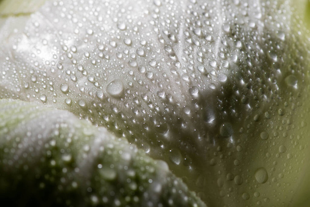 close up view of wet green cabbage leaf - Foto, immagini