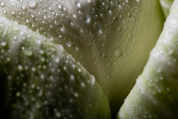 close up view of wet fresh cabbage leaf - 写真・画像