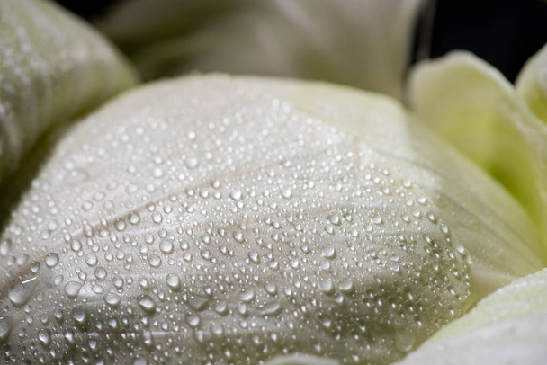κοντινή προβολή βρεγμένου φύλλου φρέσκου λάχανου - Φωτογραφία, εικόνα