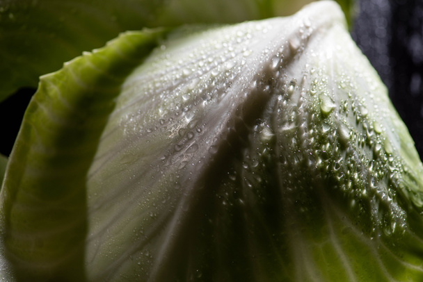 close up view of wet green cabbage leaf - Fotoğraf, Görsel