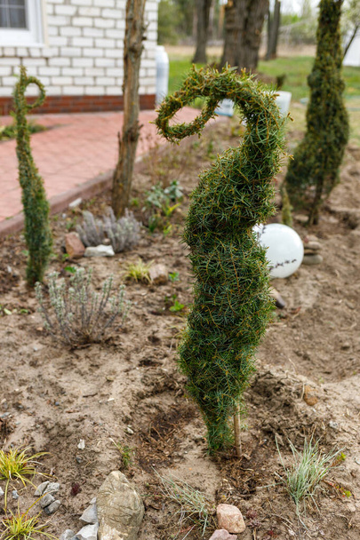 boróka bokor egy gyönyörűen formázott udvaron - Fotó, kép