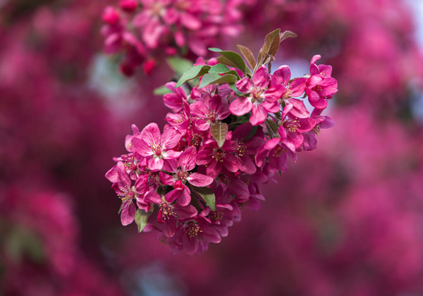 Κλάδος με ροζ λουλούδια μήλου. Διακοσμητική άγρια μηλιά σε ροζ. Άνθηση μηλιά γκρο πλαν.  - Φωτογραφία, εικόνα