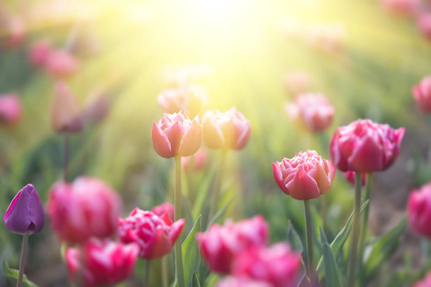 Bloeiende tulpen lente achtergrond. Roze tulpen op een gazon in het voorjaar - Foto, afbeelding