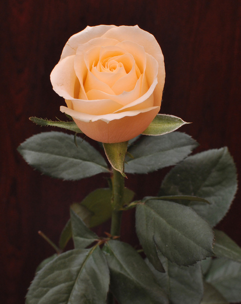Κίτρινο τριαντάφυλλο σε σκούρο φόντο - Φωτογραφία, εικόνα