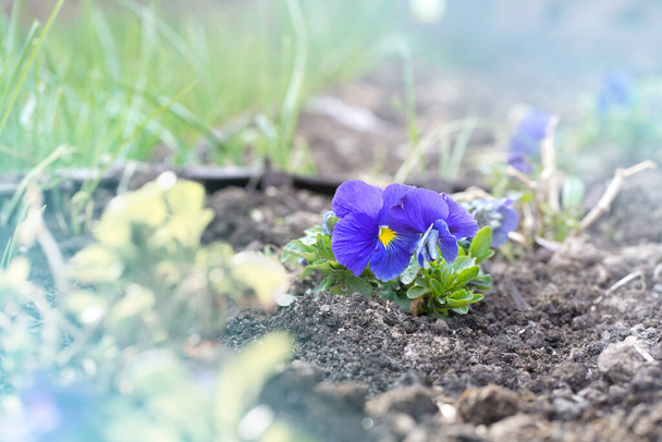 Close-up of a flower - blue pansies. Selective focus  - Foto, immagini