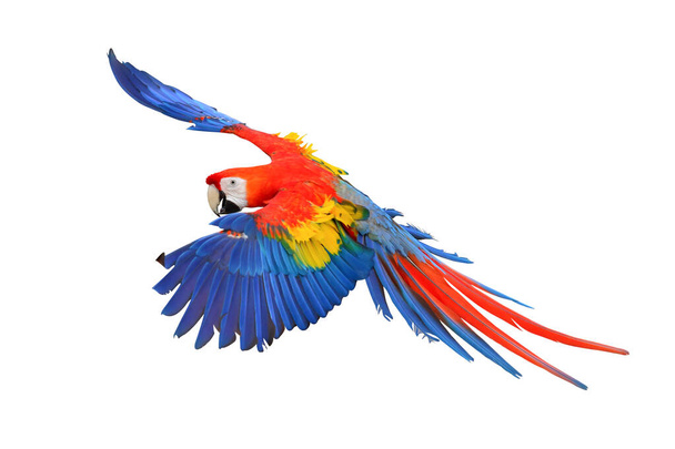 Scharlachroter Ara-Papagei fliegt isoliert auf weißem Hintergrund. - Foto, Bild