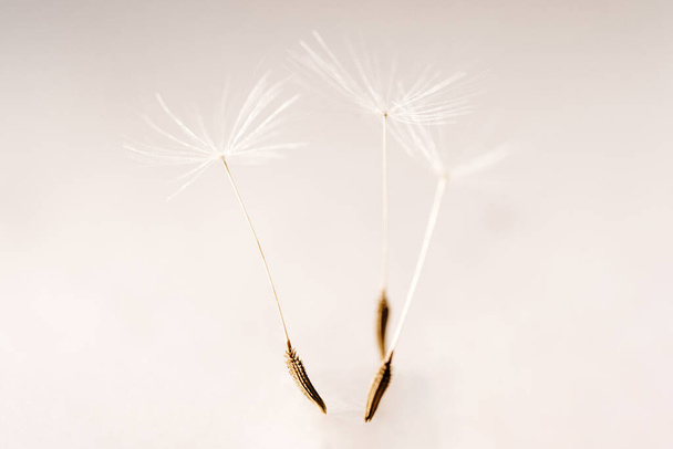 Fluffy Dandelion Seed Macro Abstract Background - Photo, Image