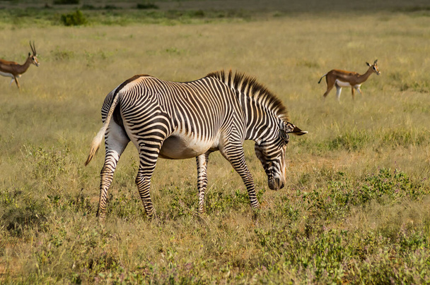 Zebra isolata passeggiando nella savana del Parco di Samburu nel Kenya centrale - Foto, immagini