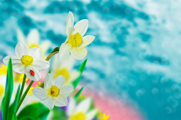 Fényes és színes nárciszvirágok a tavaszi táj hátterében - Fotó, kép
