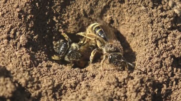 Two a young honey bee creates nest for its hole for laying eggs and its offspring. Macro view of insects in wild - Footage, Video