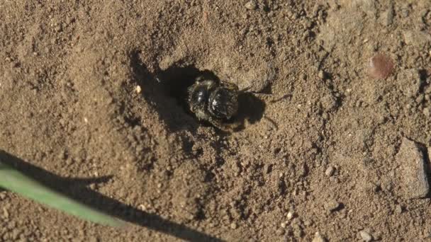 Молодая пчела, вылупляющаяся из яйца, выглядывает из норы в земле, где откладываются яйца. Макропредставление насекомых в дикой природе
 - Кадры, видео