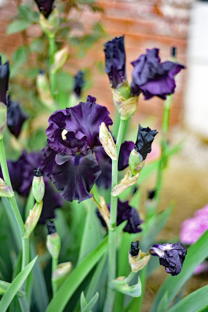 Black   iris in the garden green leaves - Photo, Image