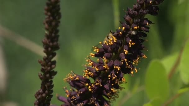 Včela sbírá nektar z malých divokých květin. Fialová s malými žlutými květy. Tlapy pokryté pylem. Zobrazit makro hmyz v přírodě - Záběry, video