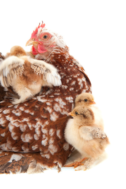 Chicken with little chicks - Фото, изображение