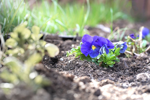 Крупним планом квітка - блакитні панчохи. Вибірковий фокус
  - Фото, зображення