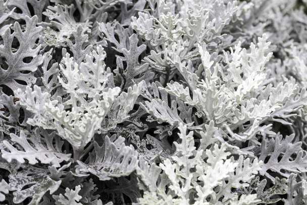 Cineraria seaside Silverado, silver grass or dust, genus of plants of the Asteraceae family, close to the genus Krestovnik, close-u - Photo, Image