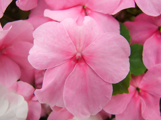 pink impatiens, scientific name Impatiens walleriana flowers also called Balsam, flowerbed of blossoms in pink - Photo, Image