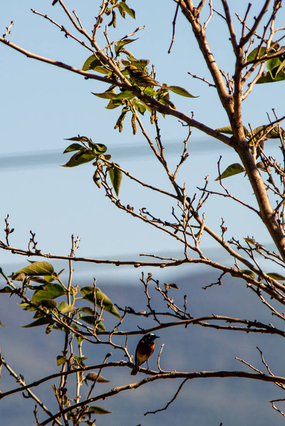 magpie robins et moineau à la recherche de nourriture sur une plante
 - Photo, image