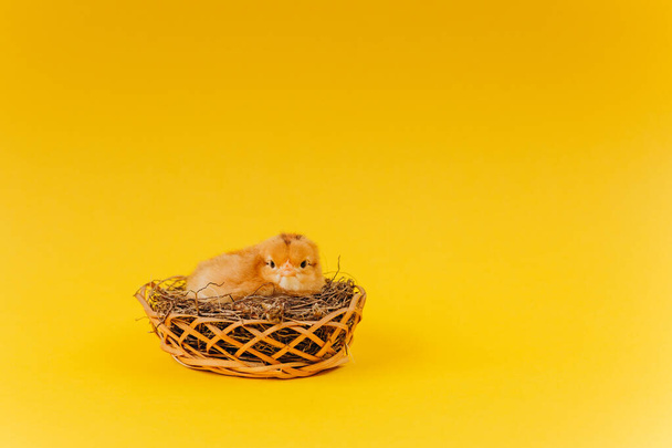 Sarı arka planda yuvada oturan sarı, şirin bir piliç. Paskalya kartpostalı kavramı. Çiftlikte organik et ve yumurta. - Fotoğraf, Görsel