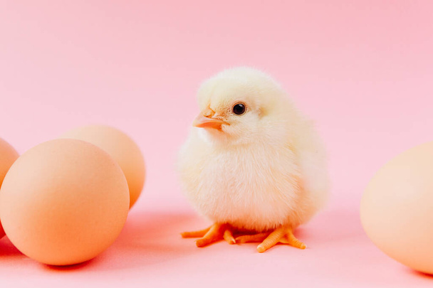 Жовта мила маленька пташеня сидить у гнізді біля яєць на рожевому фоні. Концепція великодньої листівки. Органічне м'ясо та яйце на фермі
. - Фото, зображення