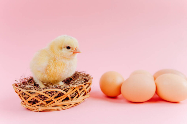 Желтый симпатичный маленький цыпленок, сидящий в гнезде рядом с яйцами на розовом фоне. Концепция пасхальной открытки. Органическое мясо и яйцо на ферме
. - Фото, изображение