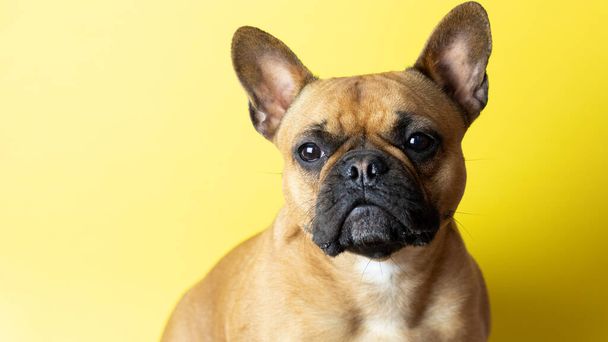 Puppy French Bulldog на жовтому тлі - Фото, зображення