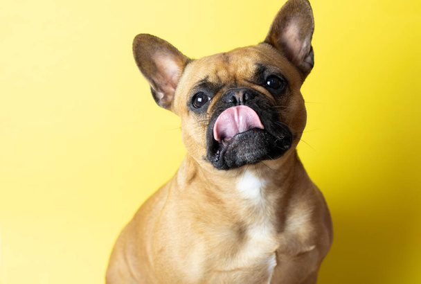 Puppy French Bulldog σε κίτρινο φόντο με γλώσσα έξω - Φωτογραφία, εικόνα