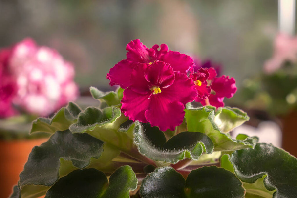 Prachtige rode bloem van binnenlandse violet op een wazige achtergrond. Close-up - Foto, afbeelding