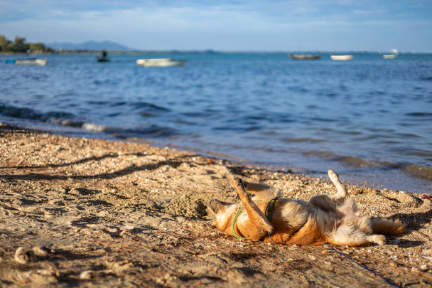 the dog playing on the beach. - Φωτογραφία, εικόνα
