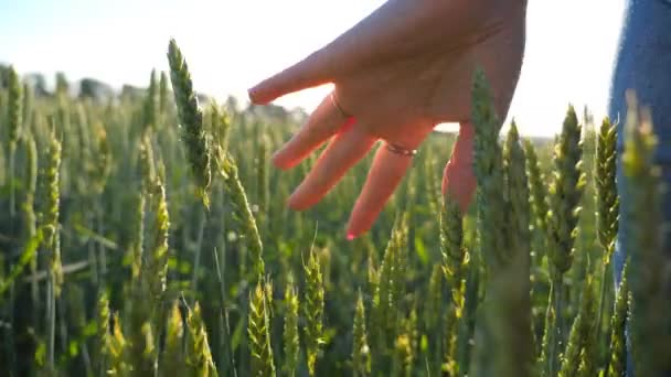Close up hand of young woman touching and stroking green spikelet at field. Unrecognizable girl enjoying scenic nature environment at sunny day. Blurred background. Slow motion - Footage, Video