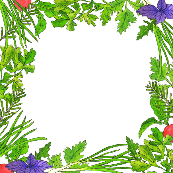 スパイシーな植物の水彩正方形のフレーム。緑の条件白の背景。スパイシーなハーブ:バジル、ローズマリー、パセリ、美しいデザインのための緑のタマネギ - 写真・画像