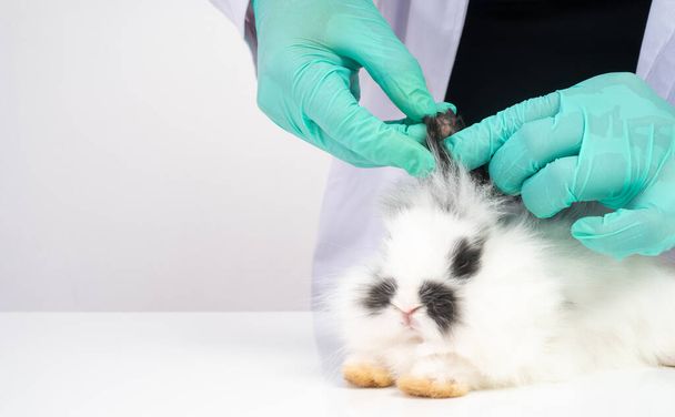 Veterinários usam cotonetes para verificar a orelha macia do coelho e verificar o fungo. Conceito de cuidados de saúde animal com um profissional num hospital de animais - Foto, Imagem