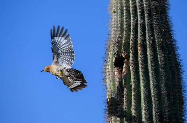 Gila ağaçkakanı AZ çölünde bir kaktüsün içinde yuvasından uçuyor. - Fotoğraf, Görsel
