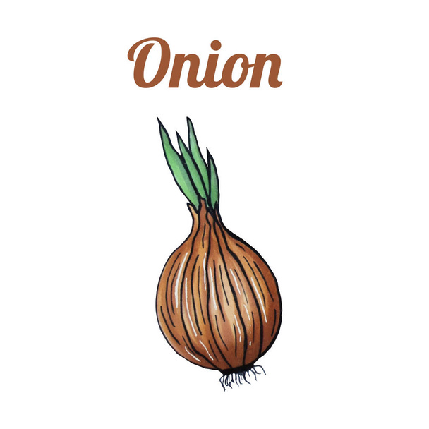 Fresh hand-drawn onion. Drawing healthy food. Marker illustrations. - Фото, изображение