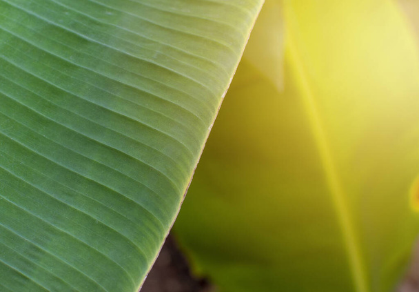 Banana leaves in tropical garden with copy space. - Foto, immagini