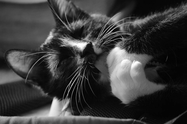 Mignon chat noir lèche ses pattes. Animaux domestiques
. - Photo, image