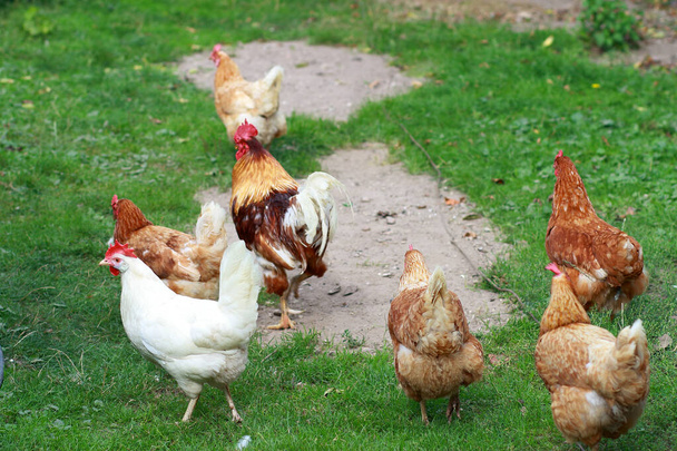 Rooster walks with hens in the garden - Photo, Image