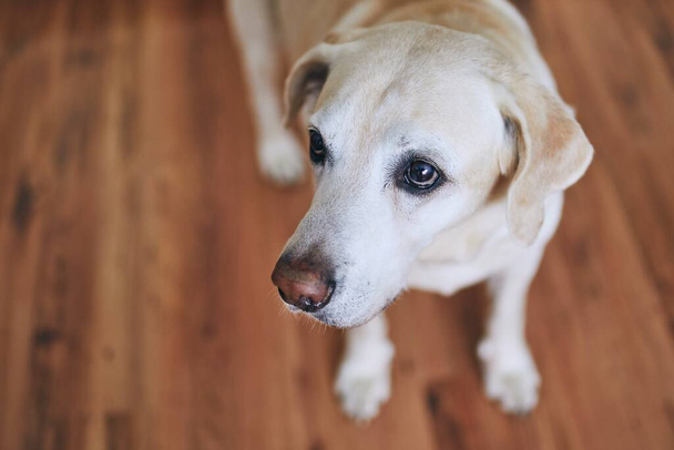 Cute dog at home. Portrait of old labrador retriver on wooden floor. - Zdjęcie, obraz