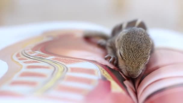 Aranyos kis mókus alszik a könyv közepén. Kis mókus becsukta a szemét és álmodott az alvásról.. - Felvétel, videó