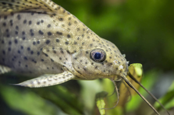 Synodontis nigriventris. Tropische Fische schwimmen im Aquarium, the best photo - Photo, Image