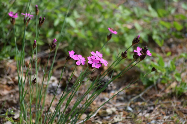 red Campion in the edge of the Forest - Photo, Image
